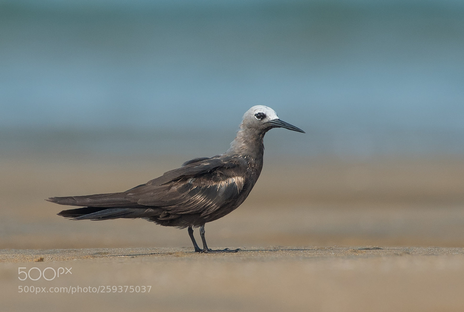 Nikon D750 sample photo. Lesser noddy photography