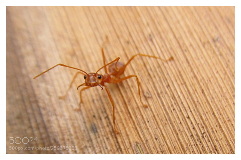 Canon PowerShot SX130 IS sample photo. Img photography