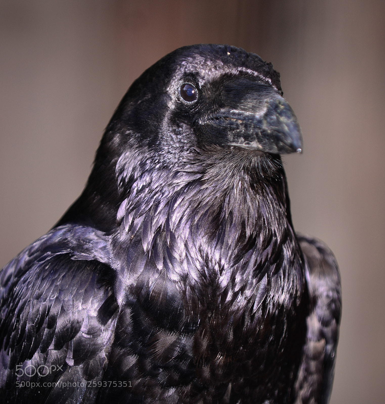 Nikon D800 sample photo. Cool raven photography