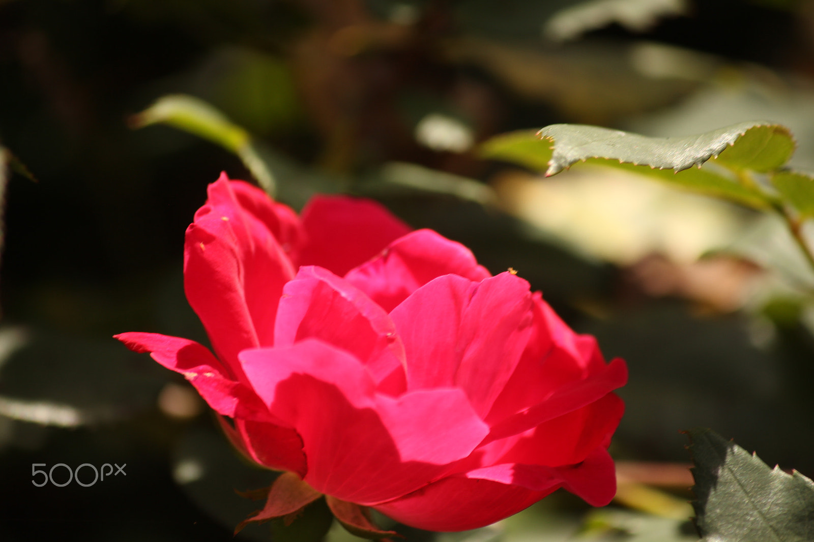 Canon EOS 700D (EOS Rebel T5i / EOS Kiss X7i) + Canon EF-S 55-250mm F4-5.6 IS sample photo. Red rose photography