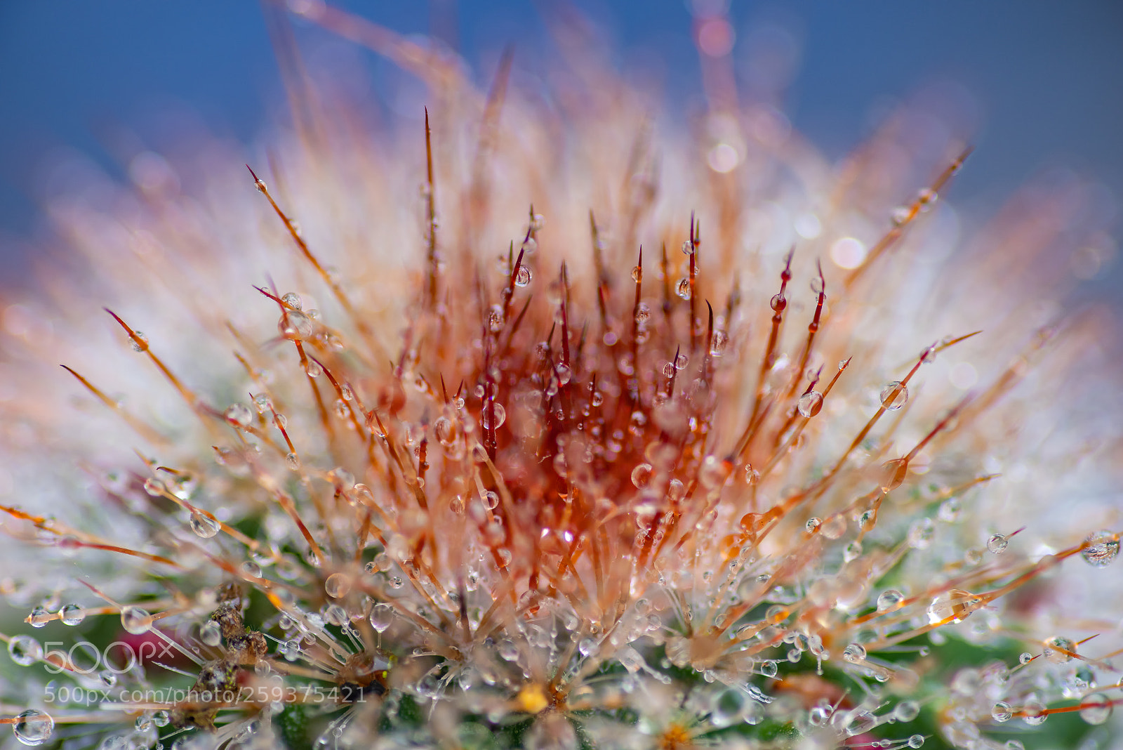 Pentax K-1 sample photo. Cactus collecting dew photography