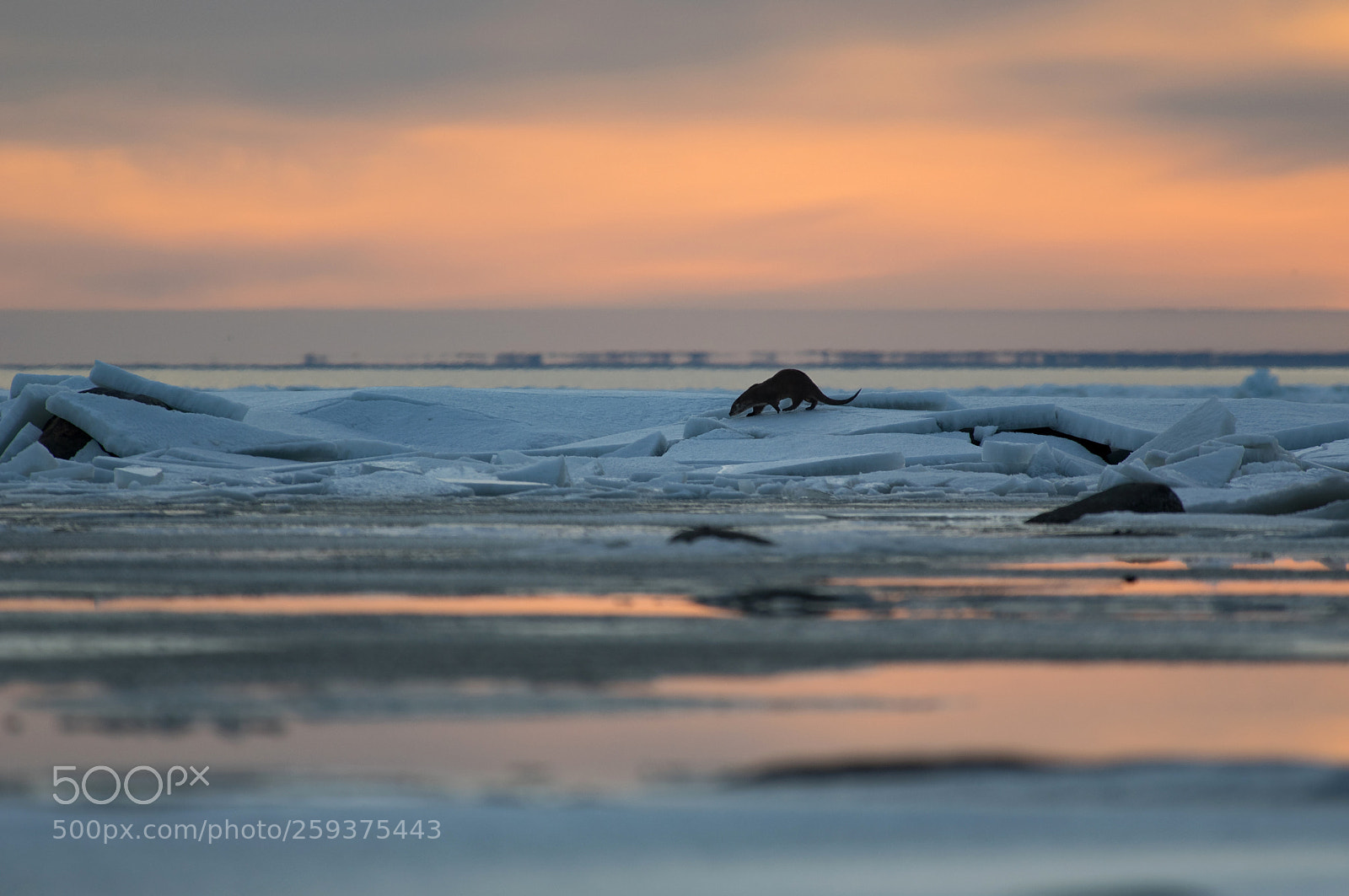 Pentax K-3 sample photo. Walking on ice photography