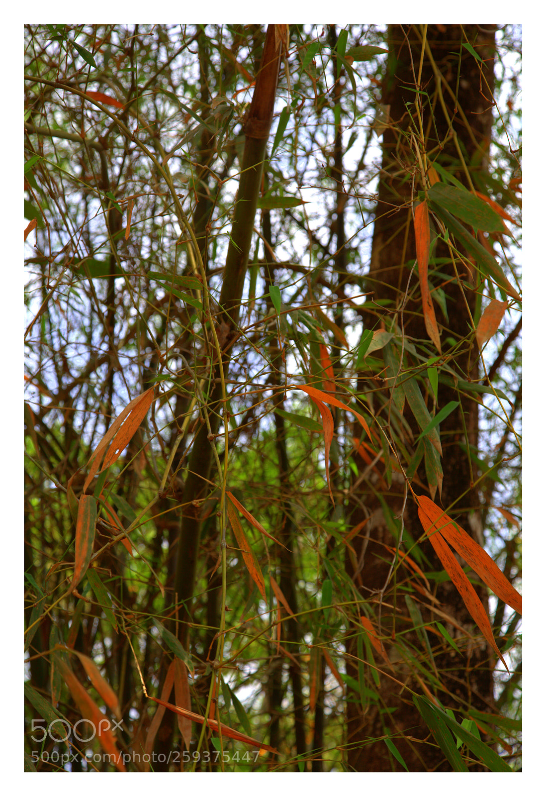 Canon EF 24-105mm F4L IS USM sample photo. Cr photography
