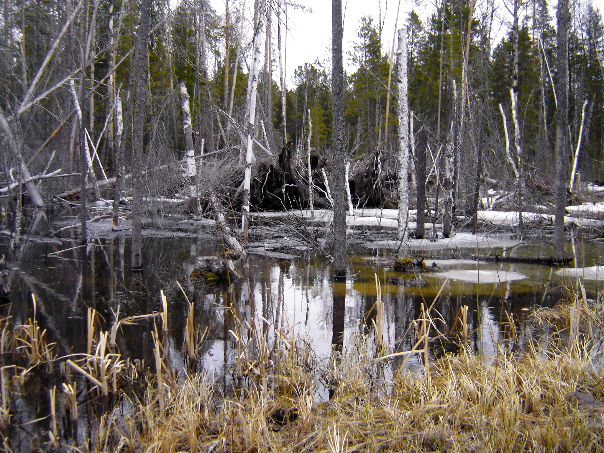 Sony DSC-P93 sample photo. Spring swamp. photography