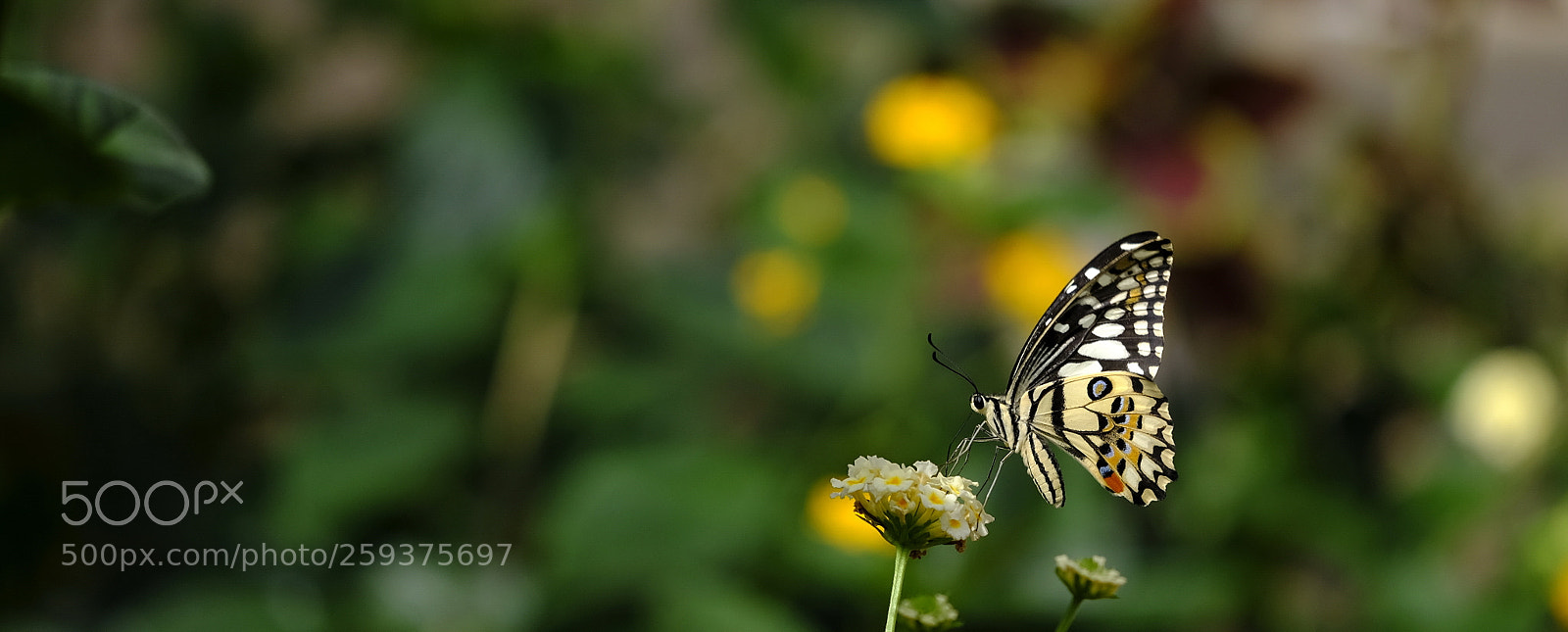 Fujifilm X-H1 sample photo. Delicious lantana nectar photography
