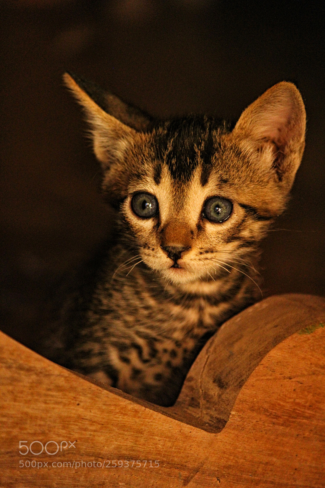 Canon EOS 1200D (EOS Rebel T5 / EOS Kiss X70 / EOS Hi) sample photo. Relative of cheetah photography