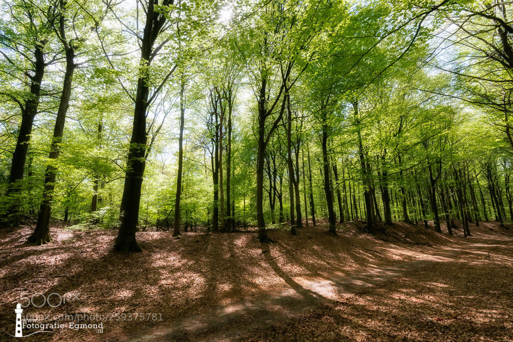 Nikon D800 sample photo. Magical spring forest photography