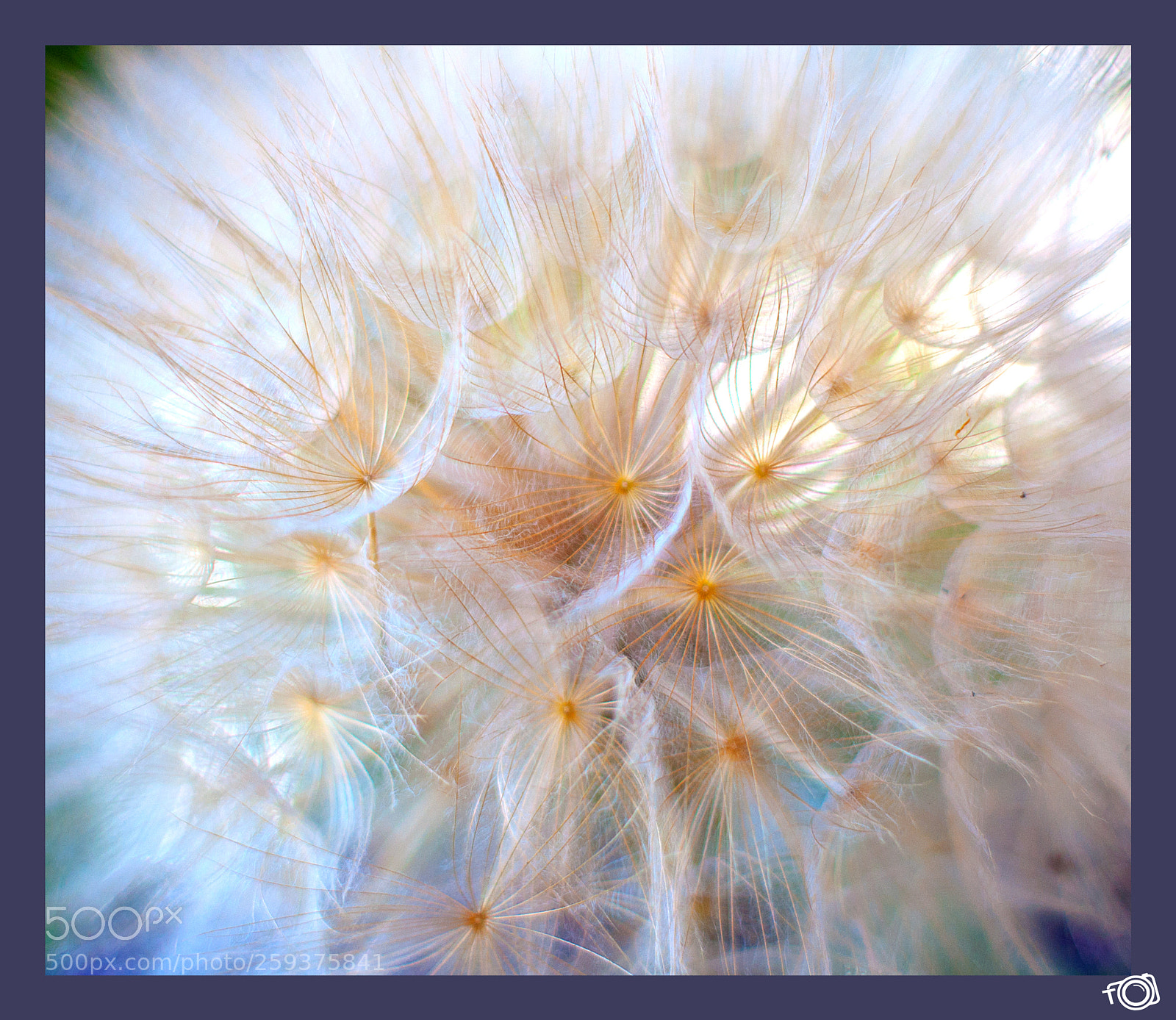 Nikon D90 sample photo. Soffione photography
