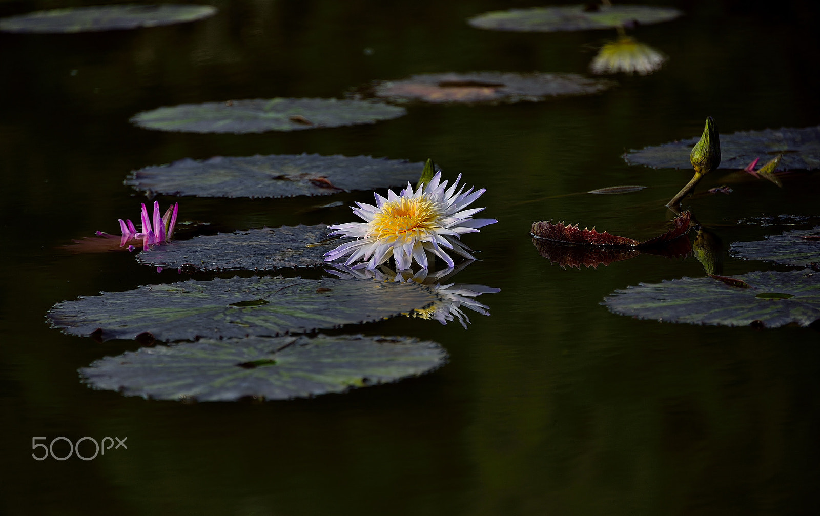 Nikon D4 sample photo. Natural art: "dark pool" photography