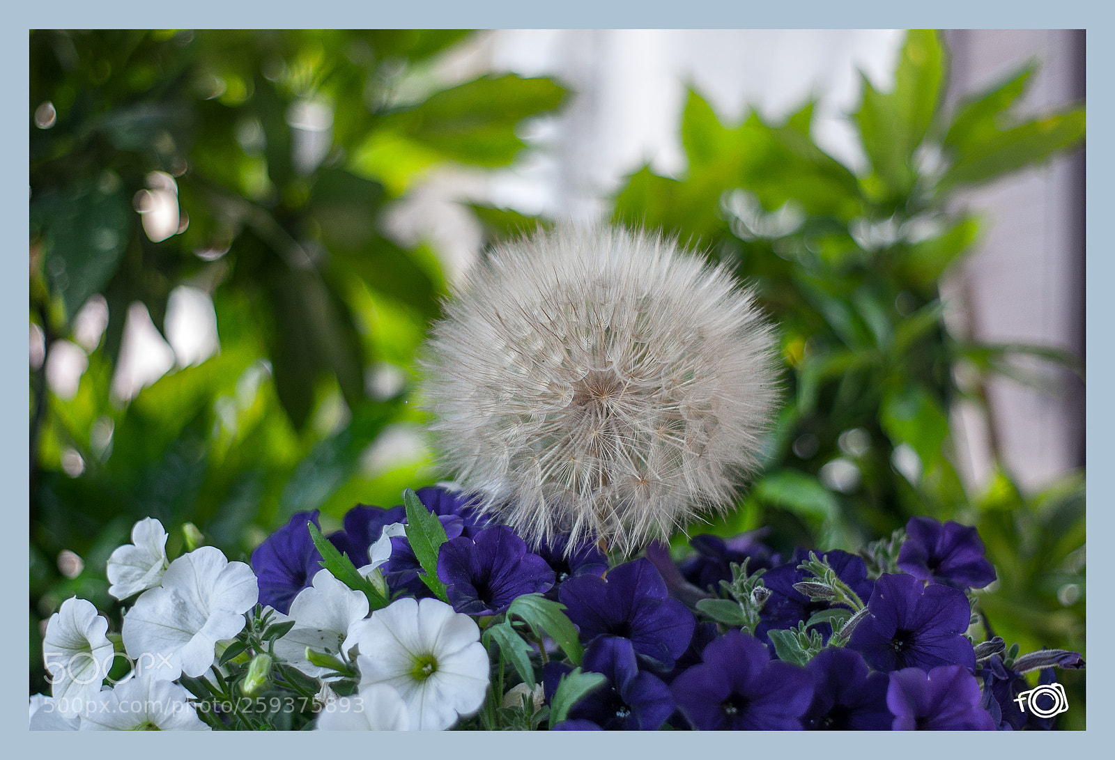 Nikon D90 sample photo. Soffione photography