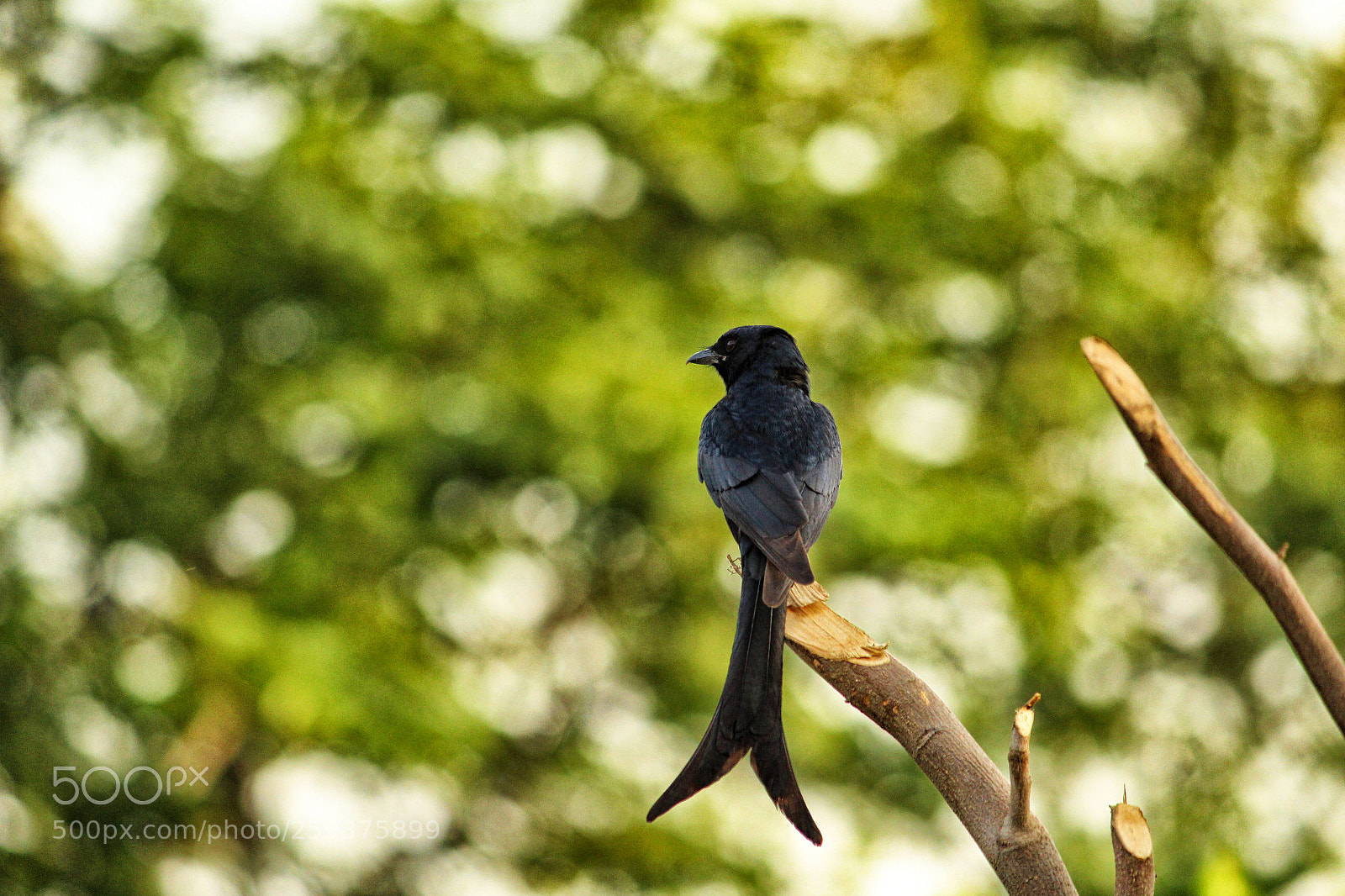 Canon EOS 1200D (EOS Rebel T5 / EOS Kiss X70 / EOS Hi) sample photo. Black drongo photography