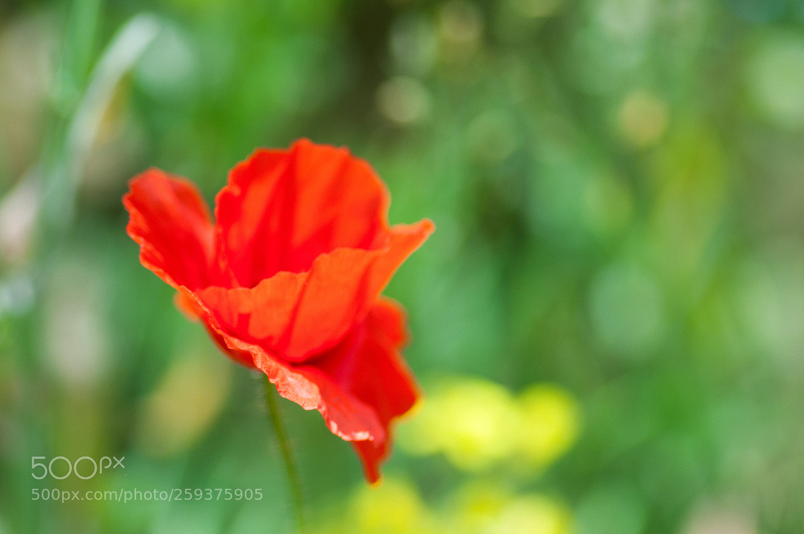 Nikon D90 sample photo. Delicate poppy photography