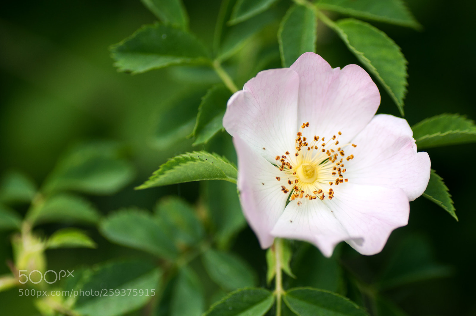 Nikon D90 sample photo. Delicate petals photography
