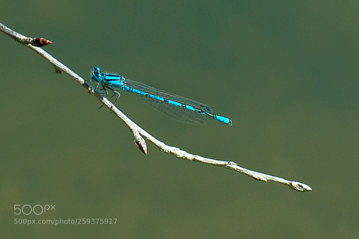 Nikon D90 sample photo. Tiny dragonfly photography