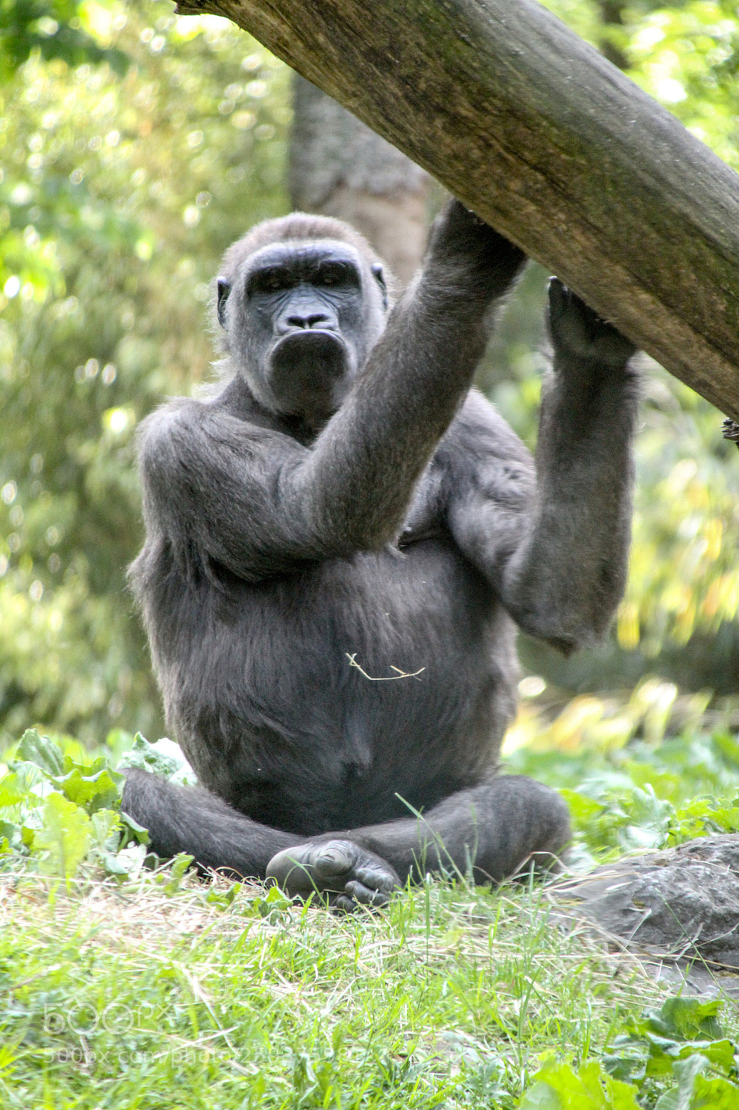 Canon EOS 1300D (EOS Rebel T6 / EOS Kiss X80) sample photo. Duisburg_2018_gorilla photography