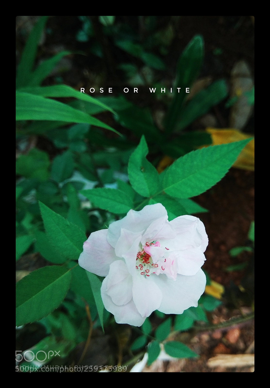 Xiaomi Redmi Note 4 sample photo. White photography
