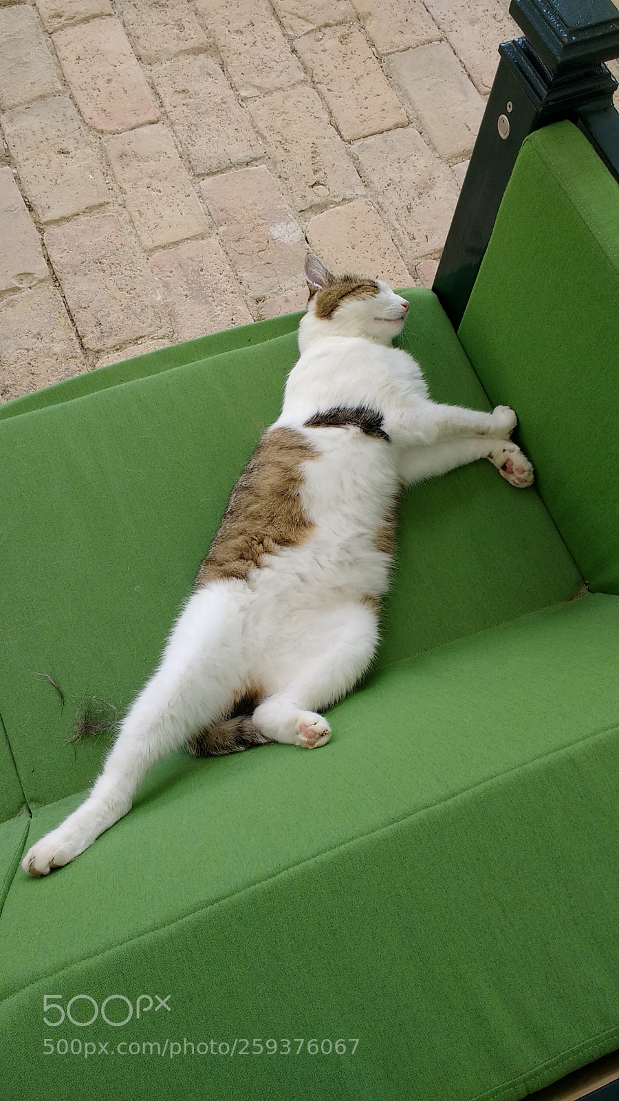 Motorola Moto G (4) sample photo. Lazy cat photography