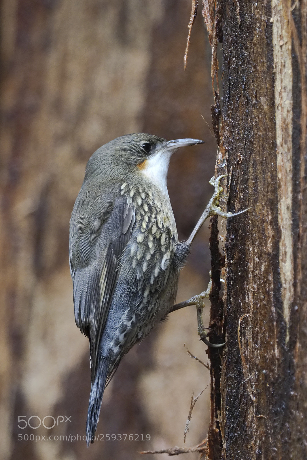 Olympus OM-D E-M1 Mark II sample photo. White-throated treecreeper photography