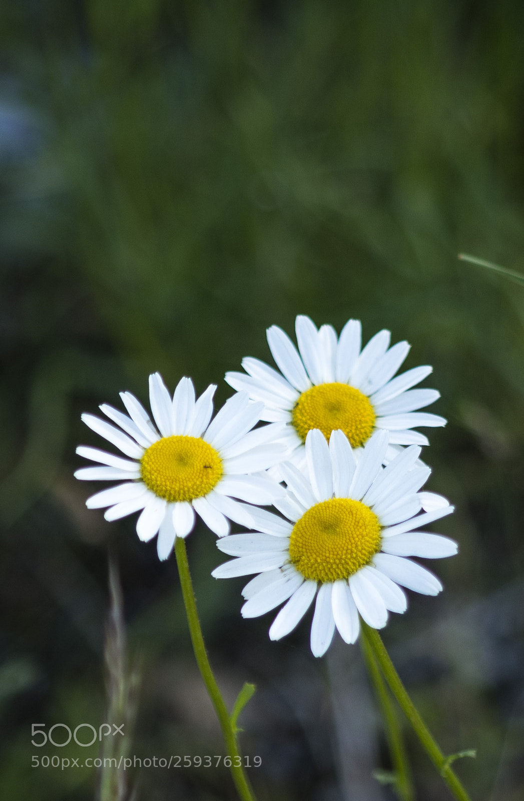 Pentax K-30 sample photo. Tris di margherite photography