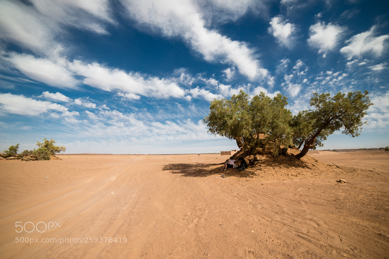 Nikon D800 sample photo. The tree that saved photography