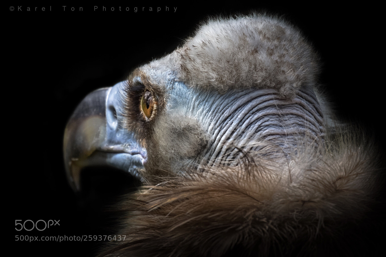 Canon EOS 6D sample photo. Black vulture photography