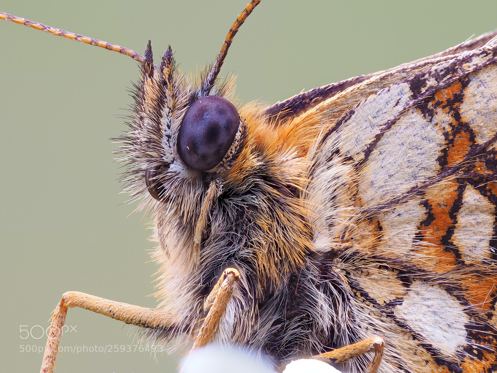 Olympus OM-D E-M10 II sample photo. Melitaea britomartis photography