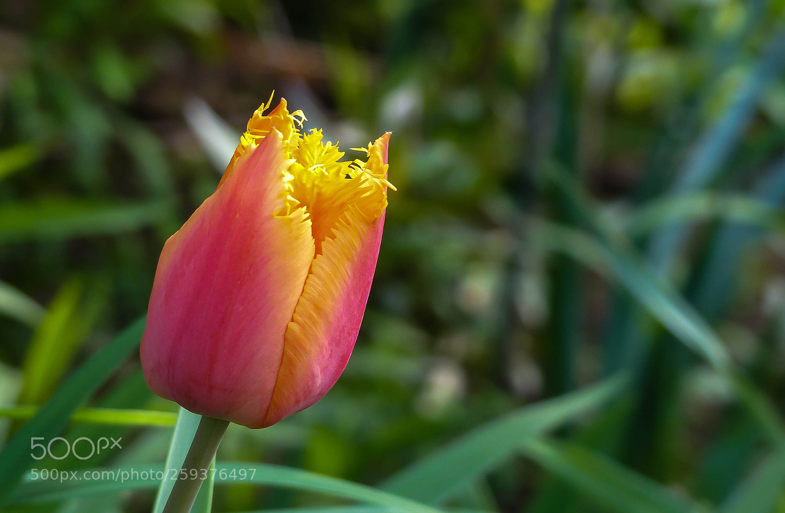 Panasonic Lumix DMC-FZ200 sample photo. Edges photography