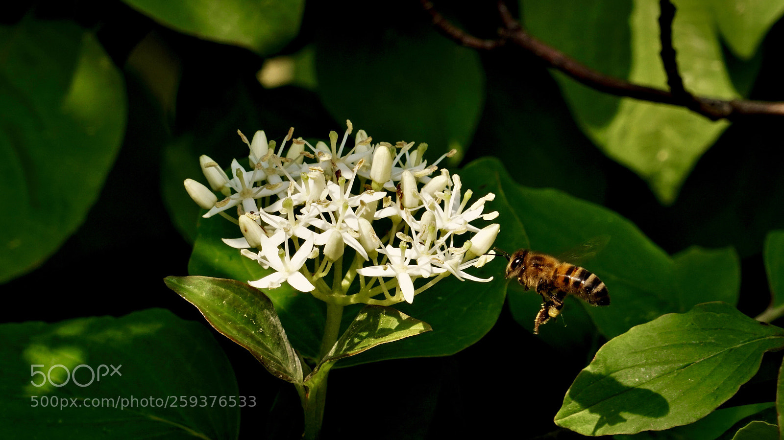 Sony a6500 sample photo. Bee in springtime.  photography