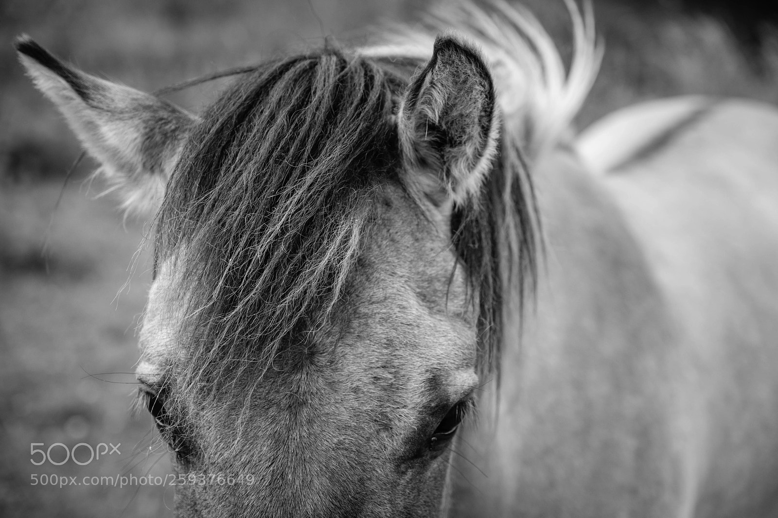 Fujifilm X-T2 sample photo. Horse photography