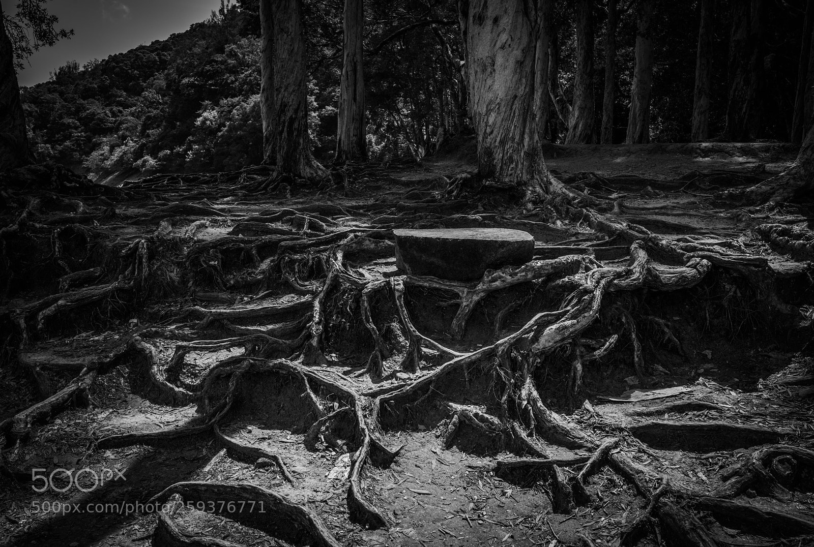 Nikon D810 sample photo. Roots photography
