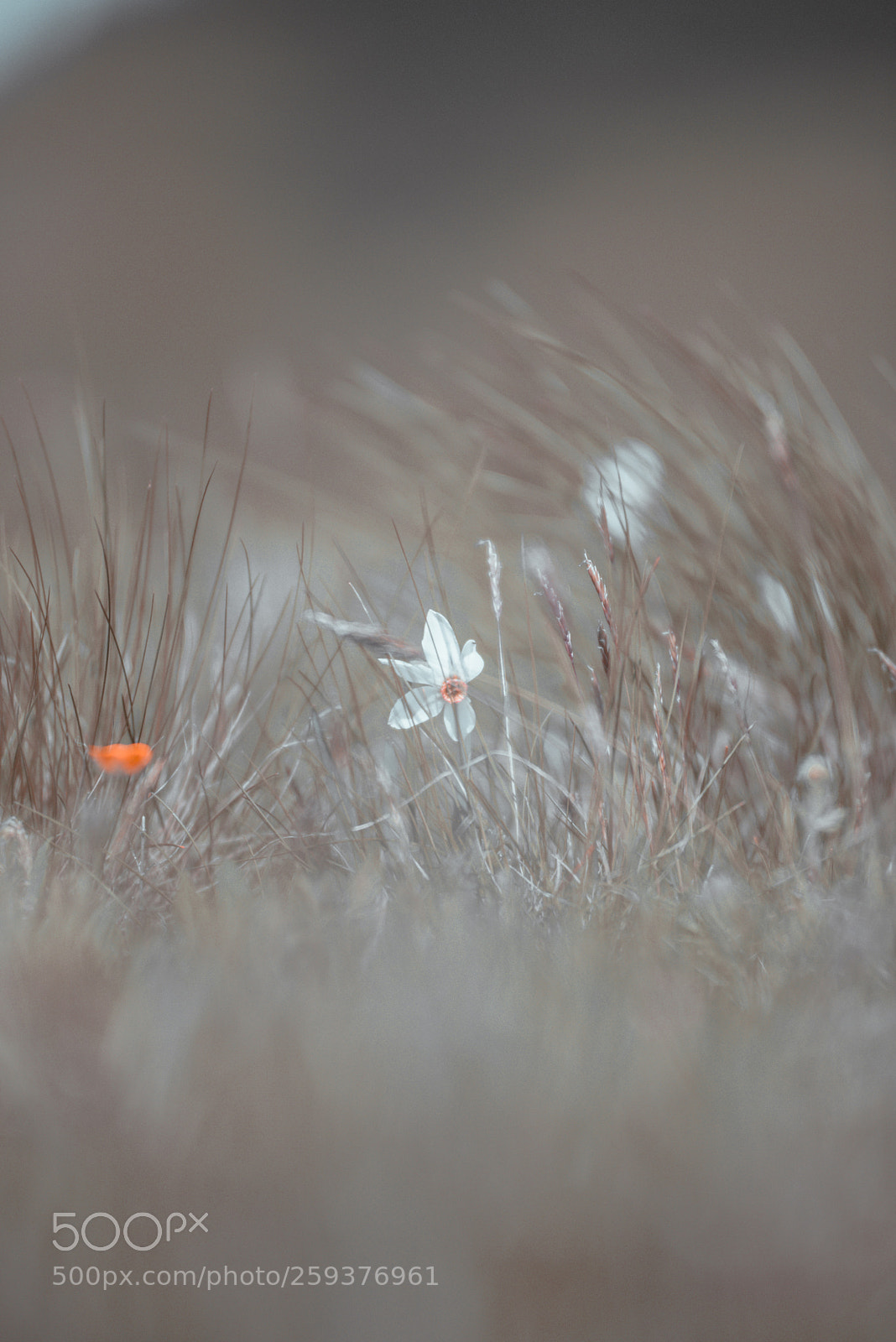 Nikon D750 sample photo. Wind photography