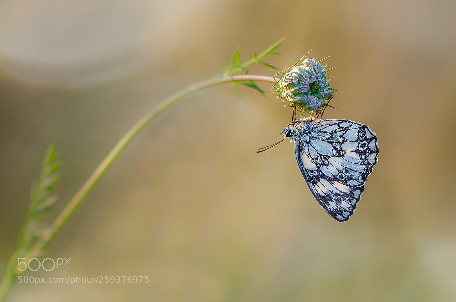 Nikon D5100 sample photo. Melanargia galathea photography