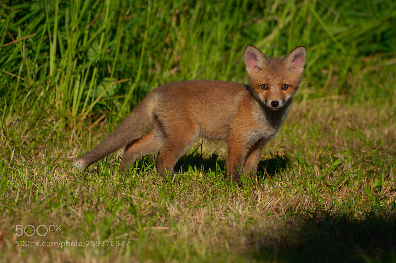 Nikon D90 sample photo. A visitor to our photography