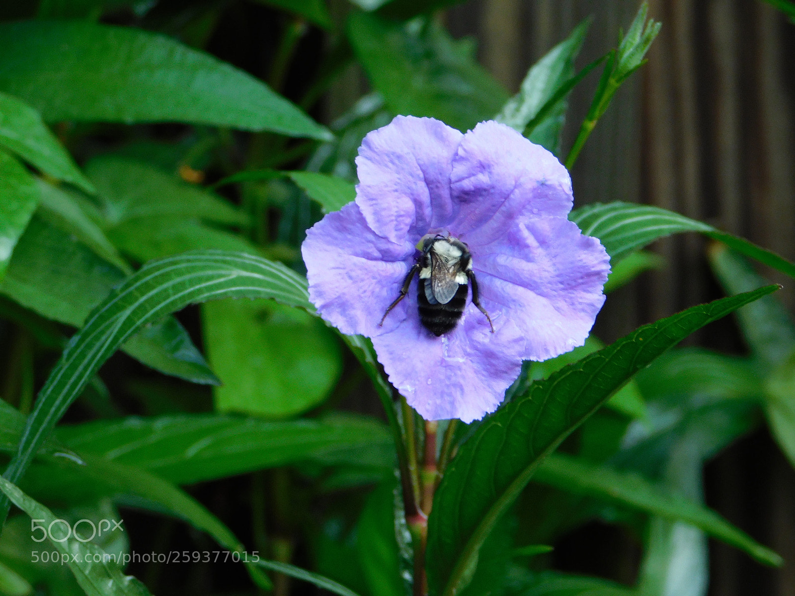 Nikon Coolpix B500 sample photo. Sweet nectar photography