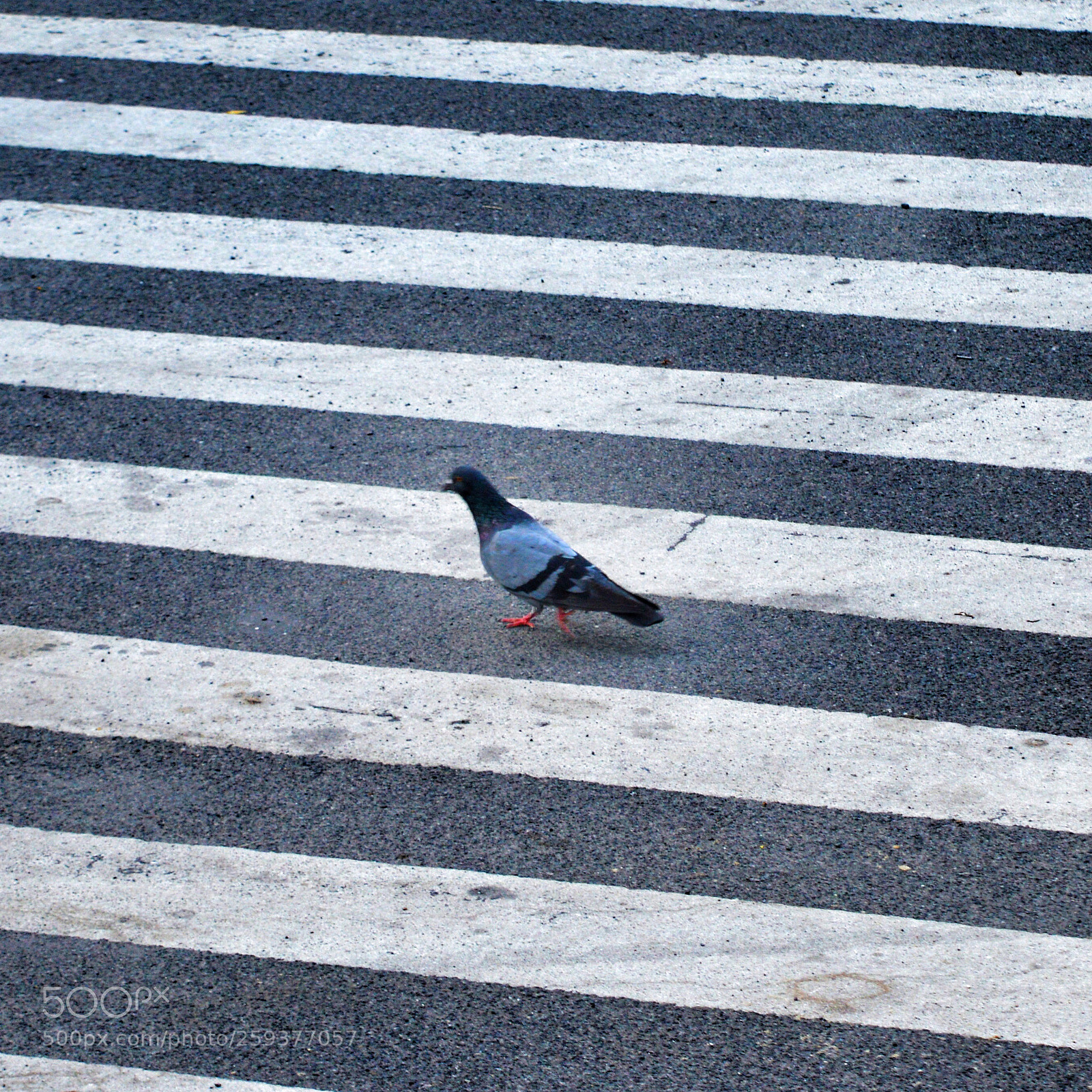 Nikon D3200 sample photo. Bird in the binary photography