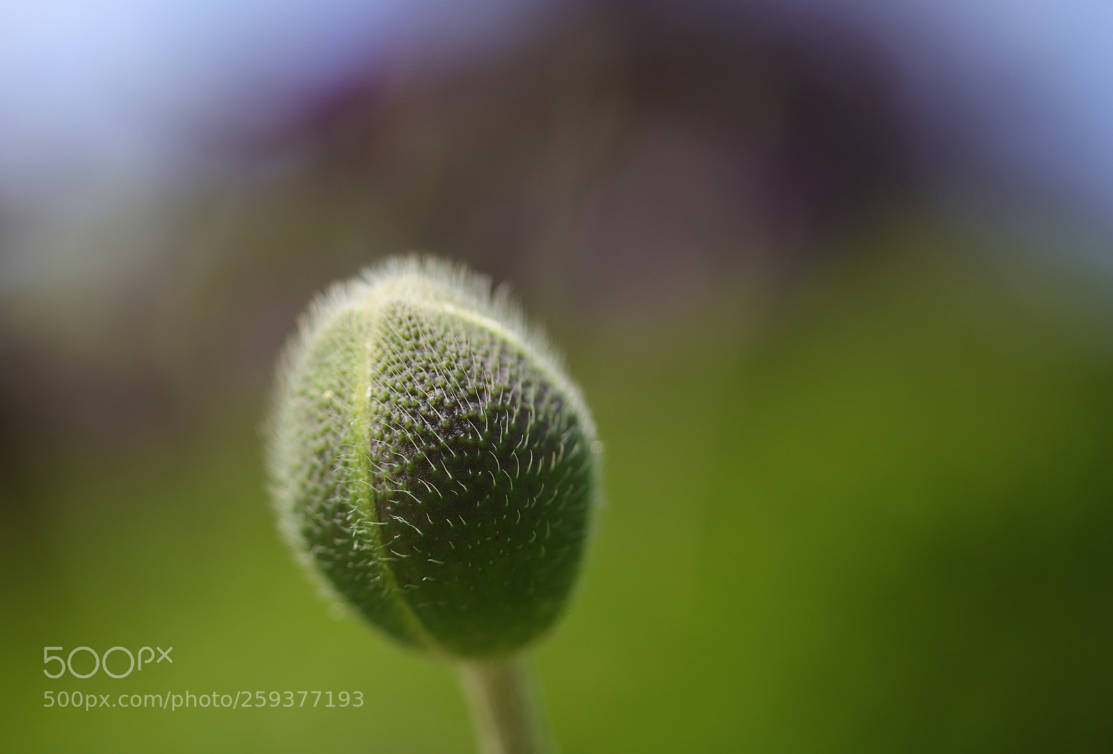 Canon EOS 6D Mark II sample photo. Poppy bud photography
