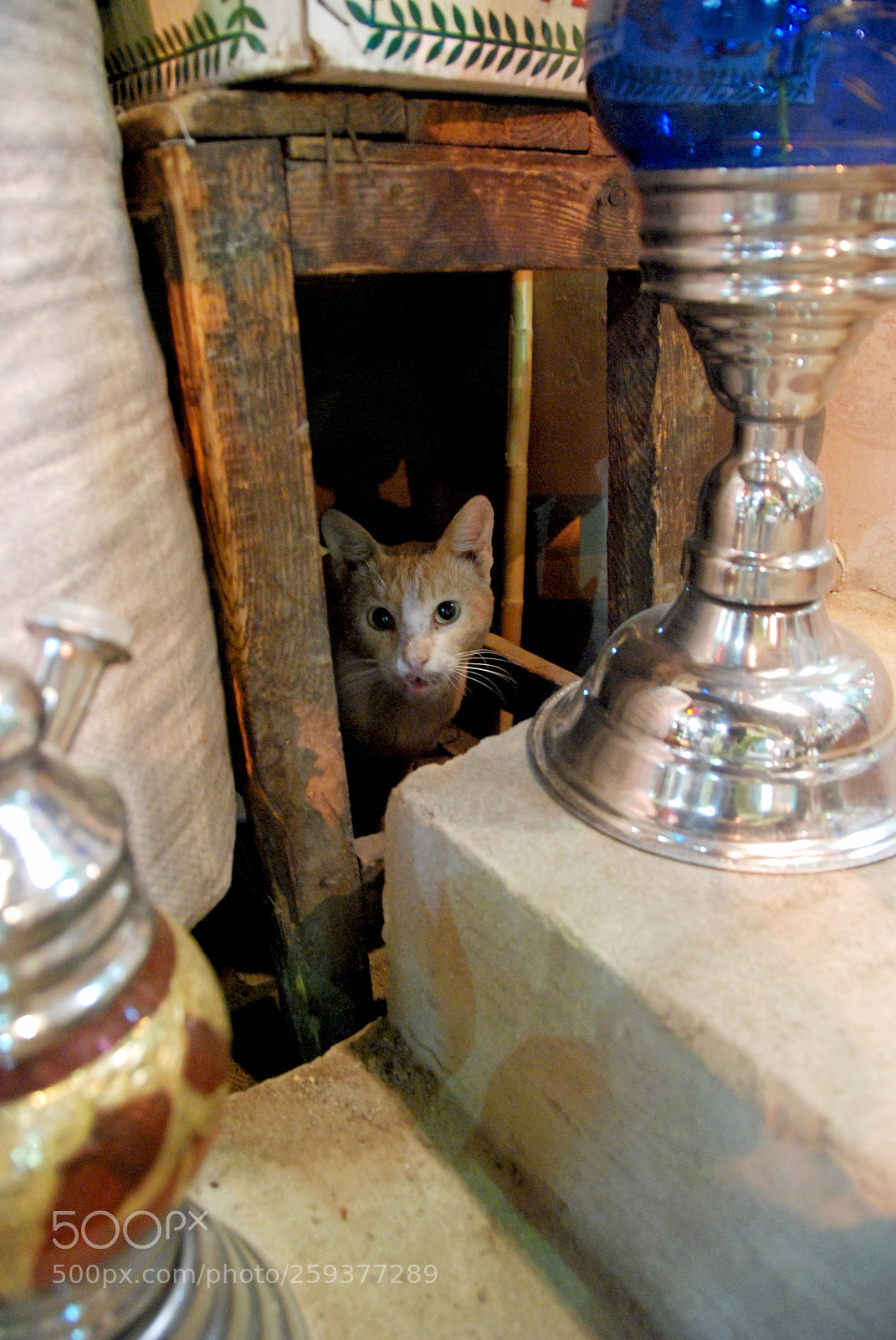 Nikon D80 sample photo. Cairo market cat. photography