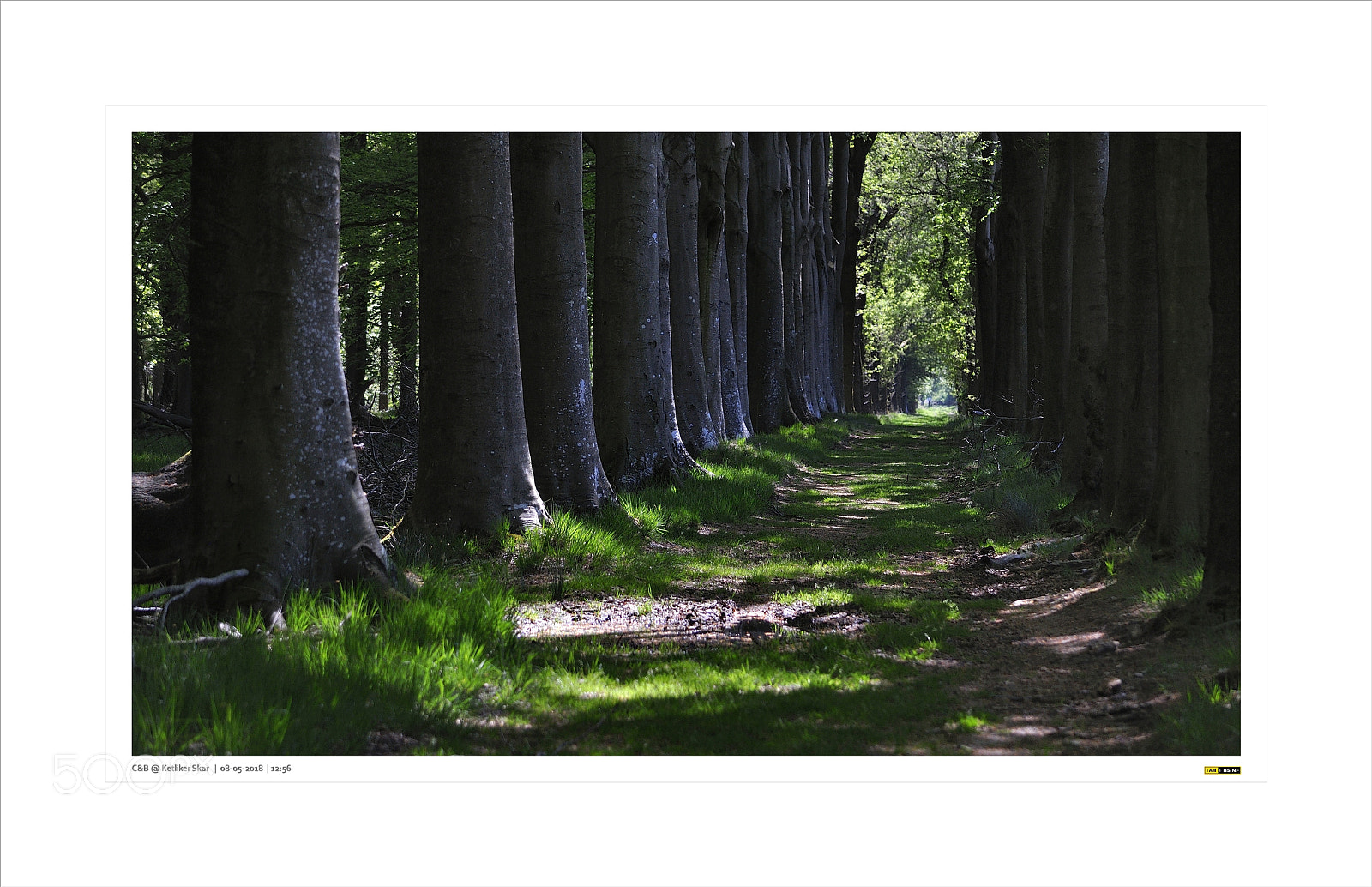 Nikon D90 sample photo. Spring impressions nature reserve ketliker skar - ii photography