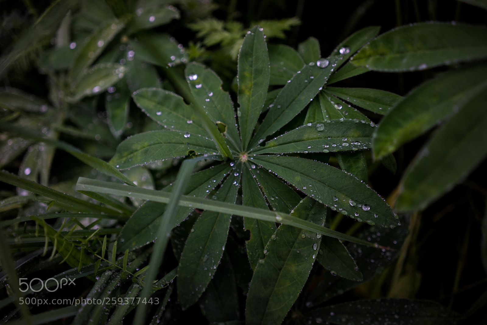 Sony a7R sample photo. Untitled photography
