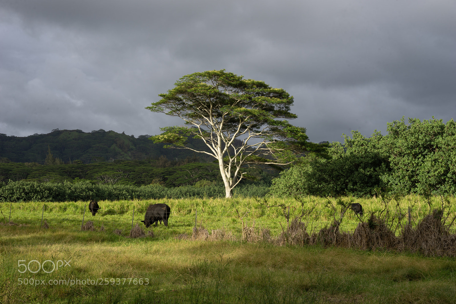 Sony a7 II sample photo. Tree photography
