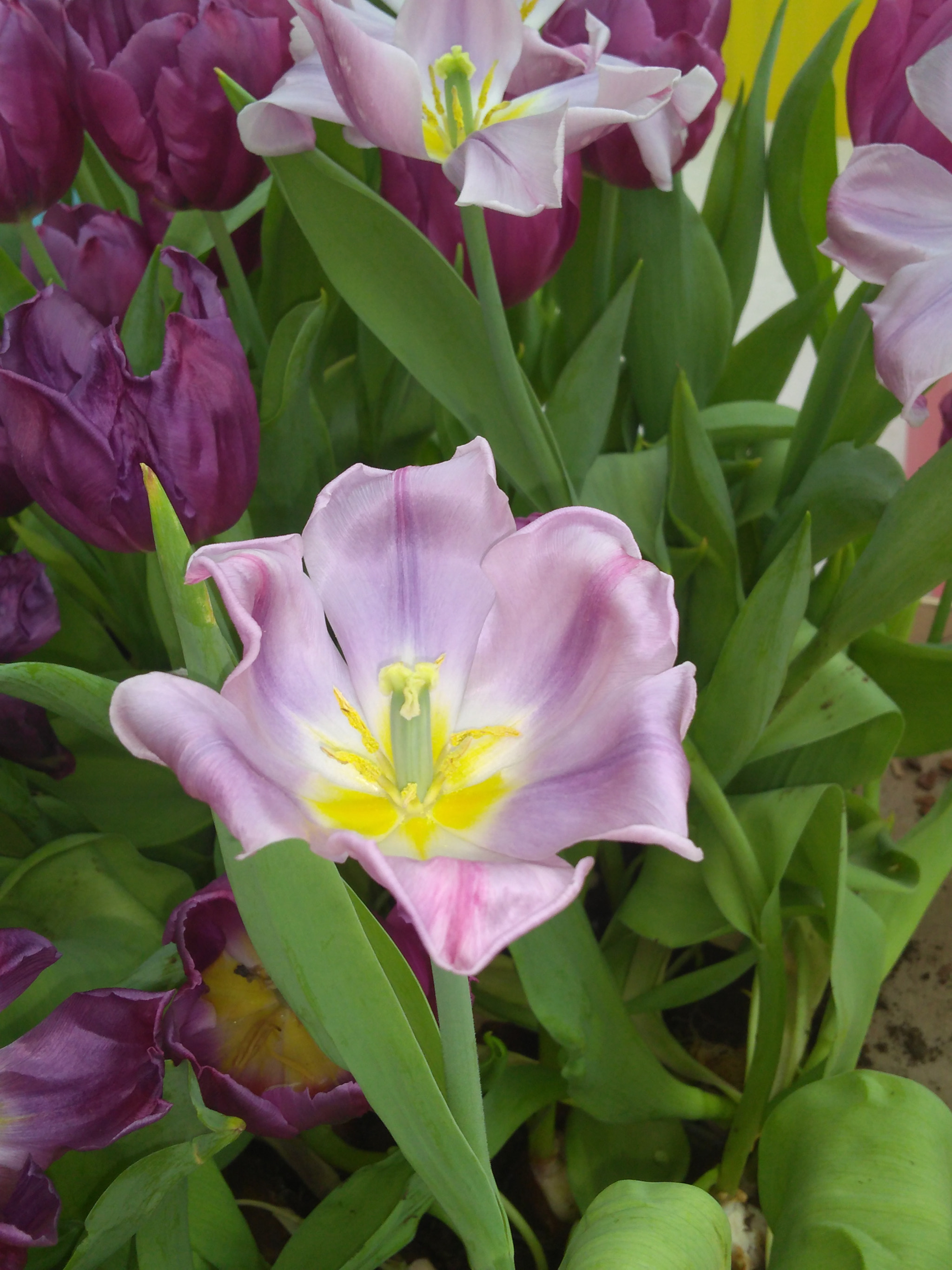 Motorola Moto G (5S) Plus sample photo
