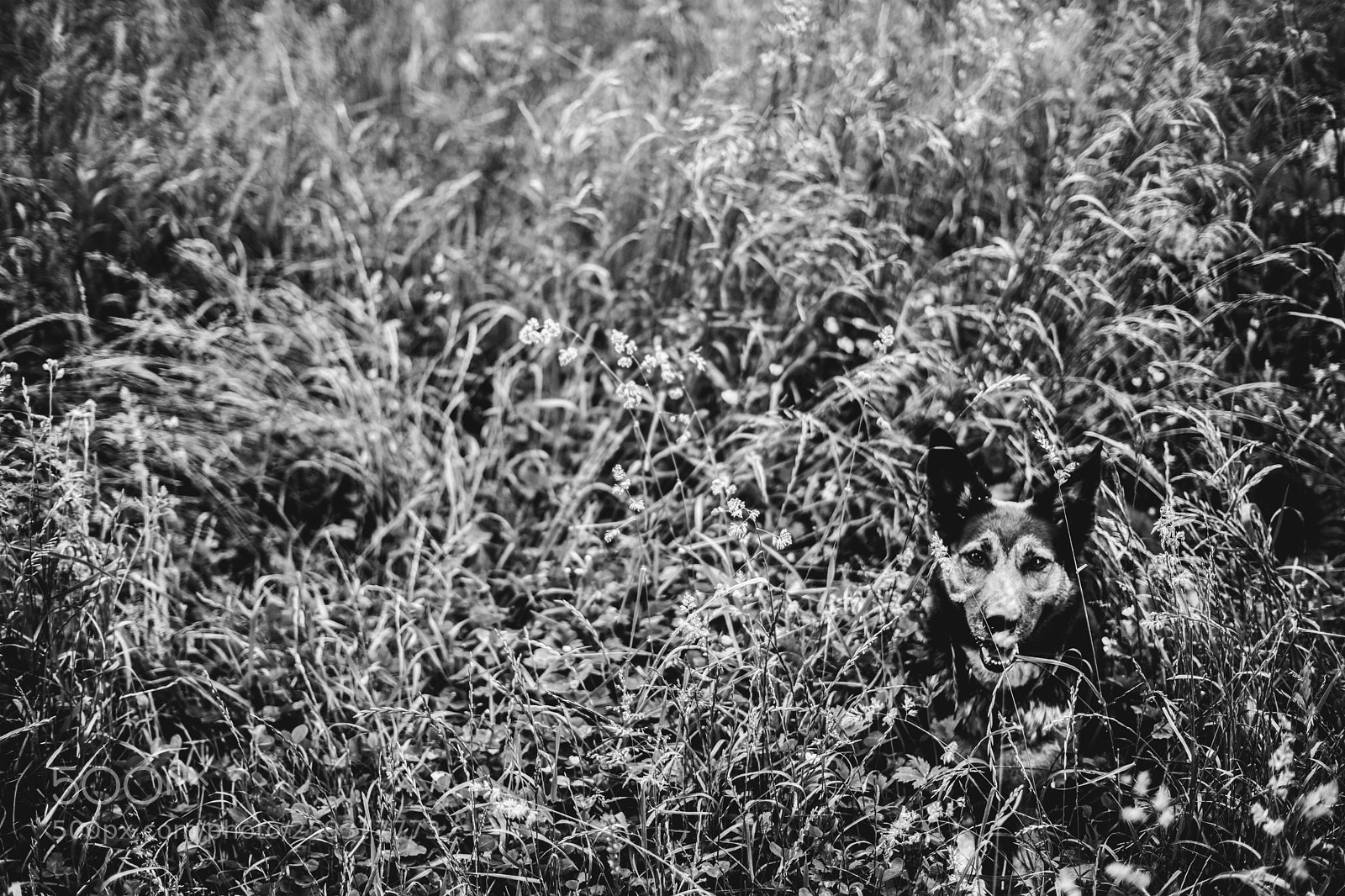 Sony a7 sample photo. Duck & cover photography