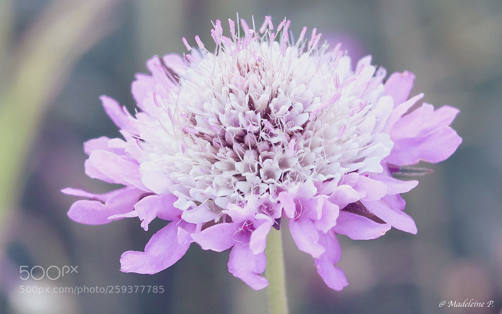 Canon EOS 80D sample photo. Fragility photography