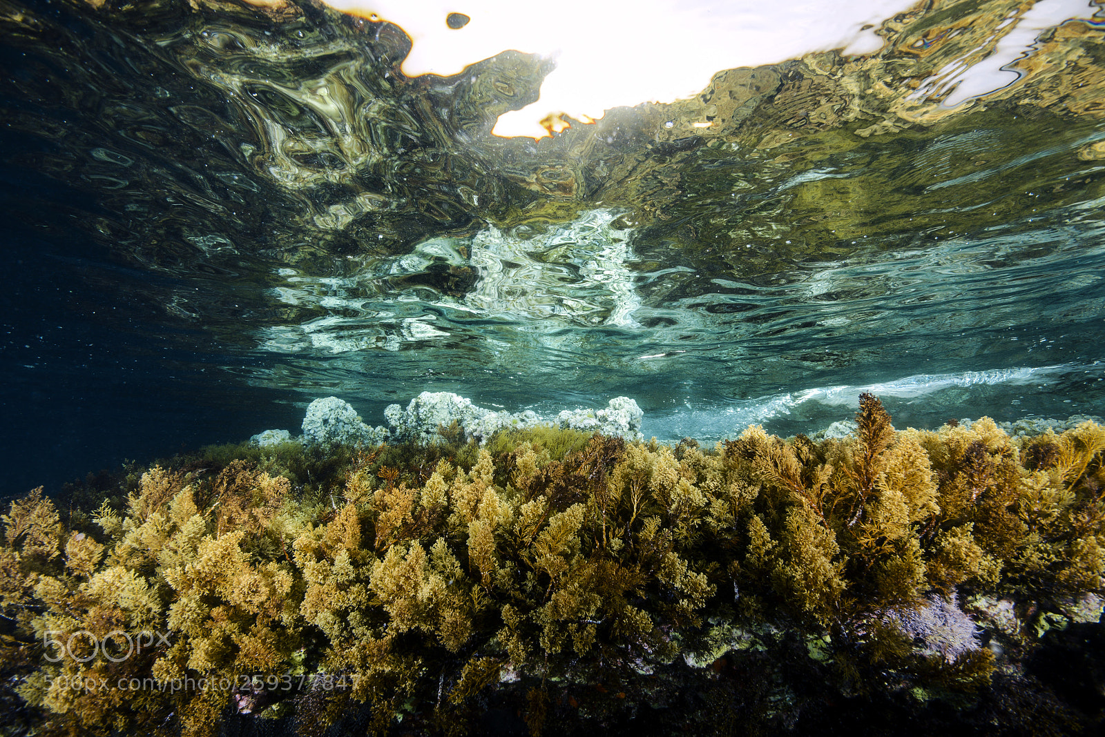 Nikon D800E sample photo. Underwater colours photography