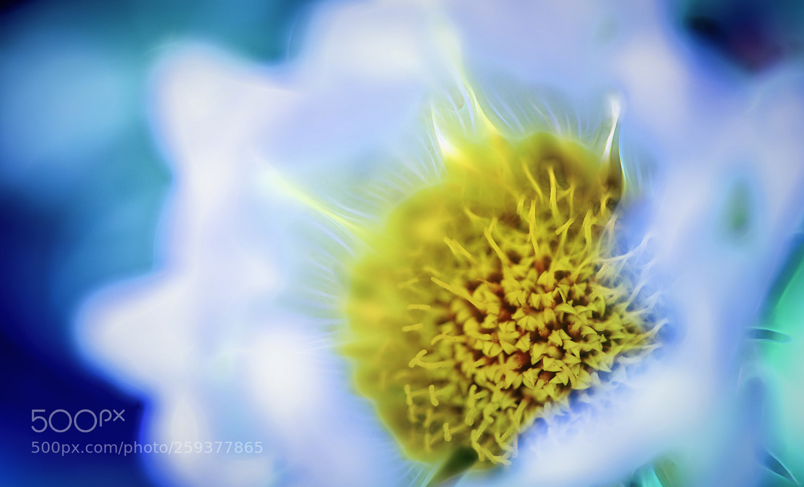 Nikon D850 sample photo. Spring heart photography