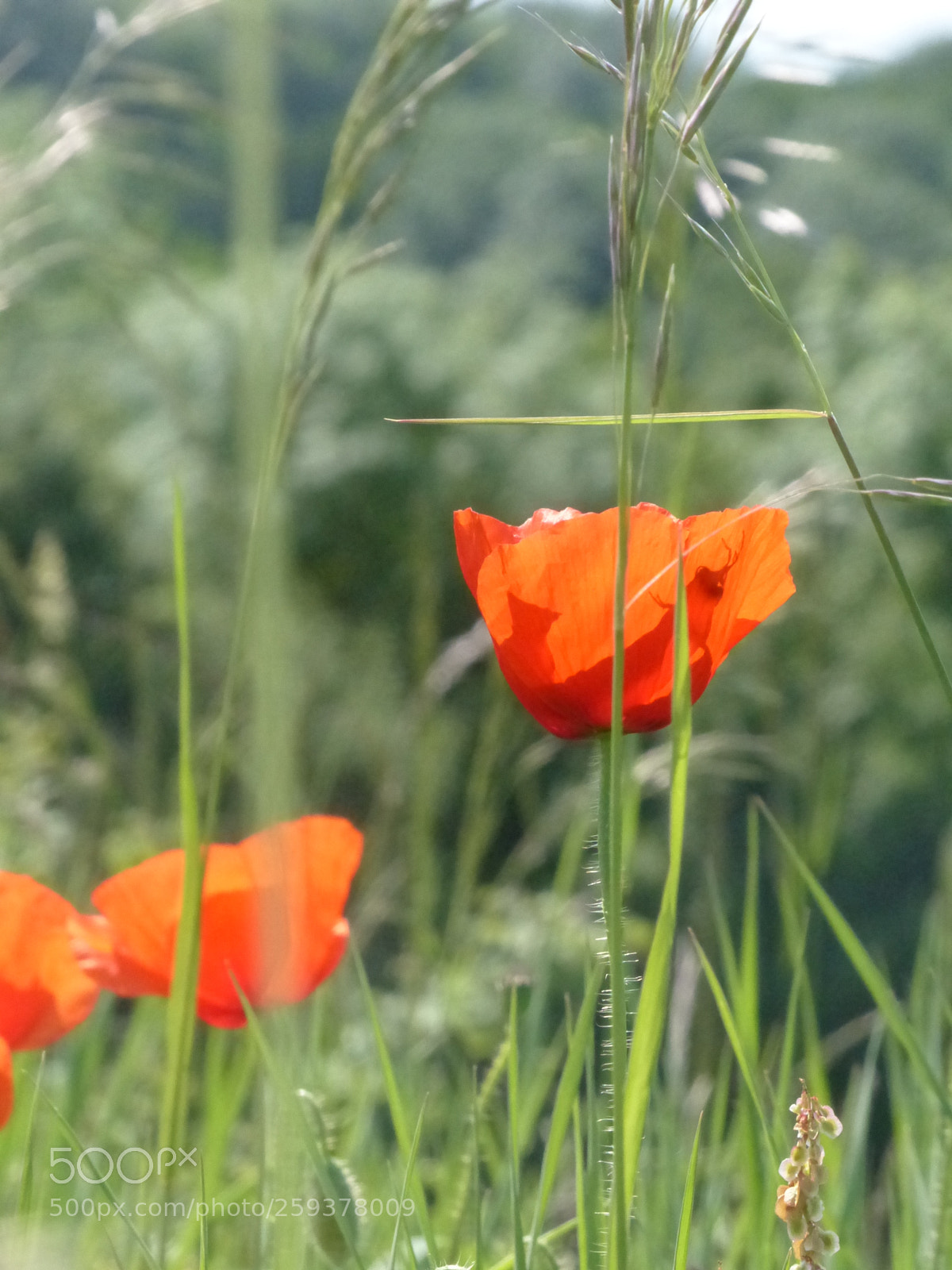 Panasonic Lumix DMC-FZ200 sample photo. Coquelicot photography