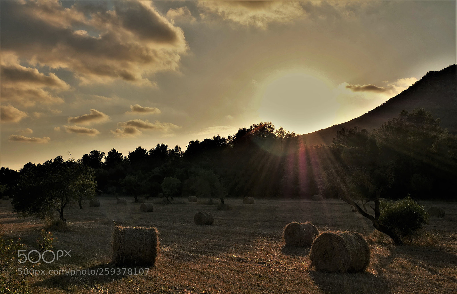 Panasonic Lumix DC-GH5 sample photo. Field of gold! photography