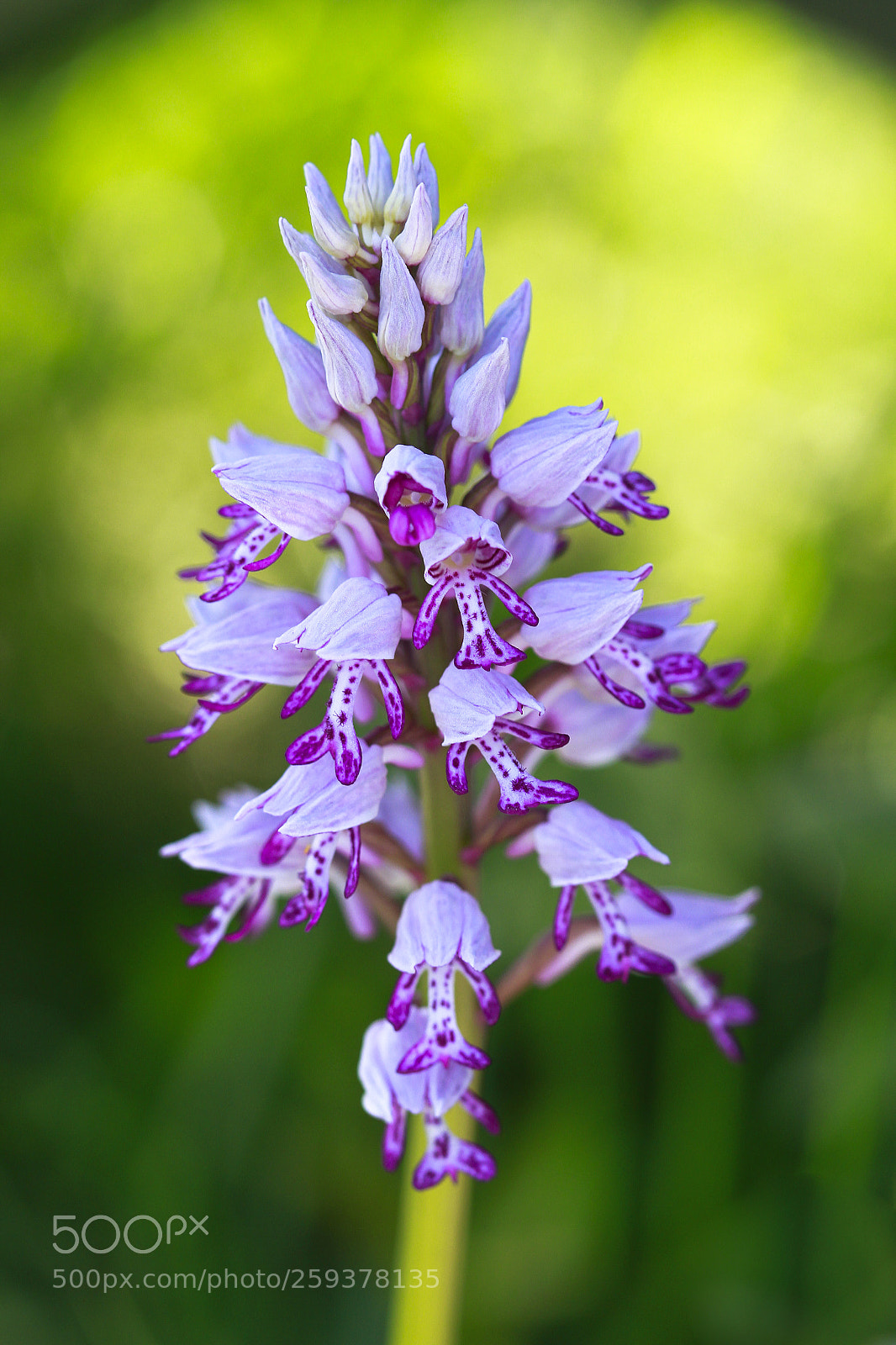 Canon EOS 7D sample photo. Blooming orchid photography