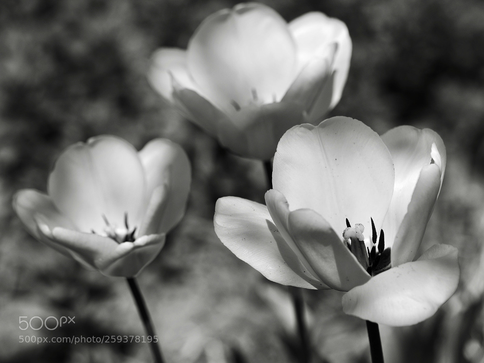 Olympus OM-D E-M10 II sample photo. Tulipa photography