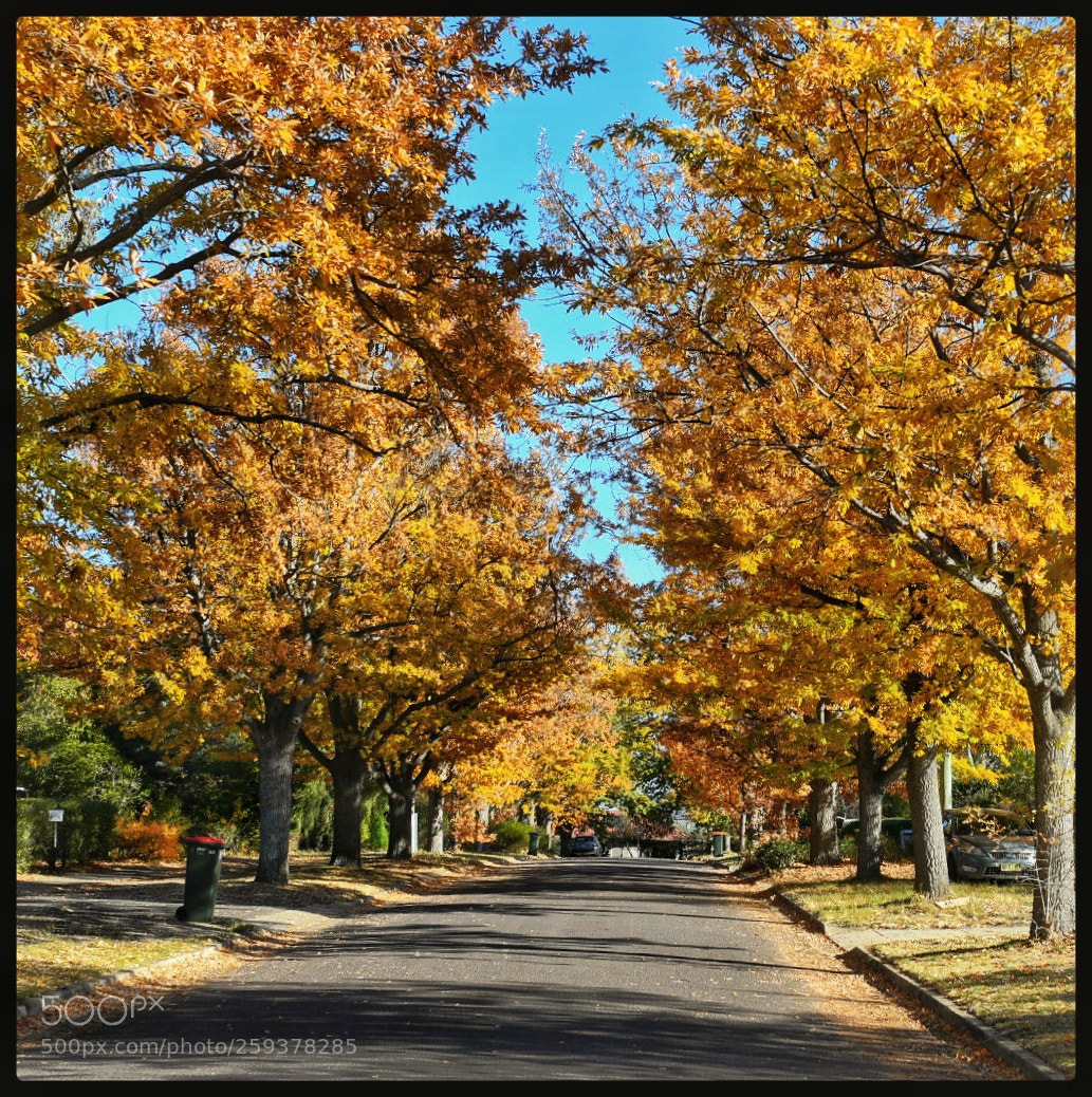 Nikon D500 sample photo. The golden colours of photography